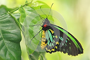 Cairns birdwing photo