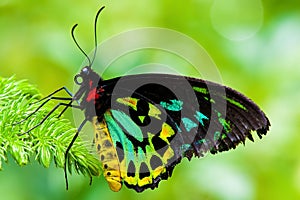 Cairns Birdwing Butterfly