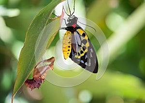 Cairns Birdwing Butterfly