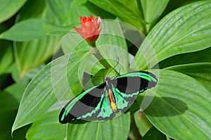 Cairns Birdwing butterfly above view