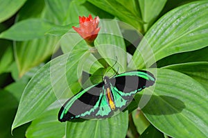 Cairns Birdwing butterfly above view photo