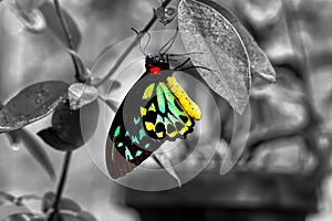 Cairns Birdwing Butterfly, Color With Black And White