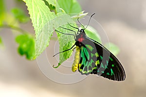 Cairns Birdwing Butterfly With Dew On photo