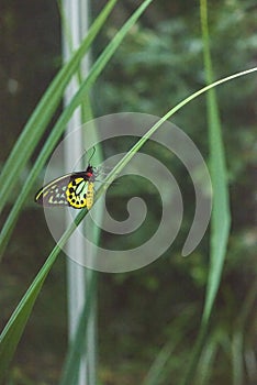 Cairns birdwing butterfly. Natural background.