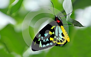 Cairns Birdwing profile side view