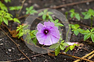 Cairo morning glory flower with palmate leaves on ground. Also c