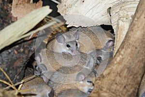 Cairo Spiny Mouse - Acomys cahirinus dimidiatus