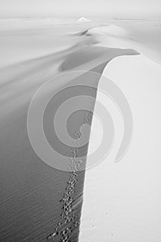 Cairo spiny mouse tracks along a dune in the Egyptian white desert