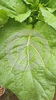 Caisim leaf texture .close up