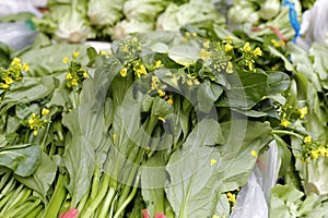 Caitai ( brassica parachinensis l. h. bailey )