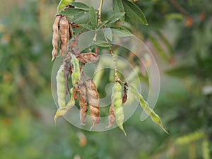 Cajanus canja L Millsp  Common name Pigeonpea belonging to the Leguminosae family or Kadios name The pods are flat. When the young