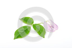 Cajanus crassus flower on white