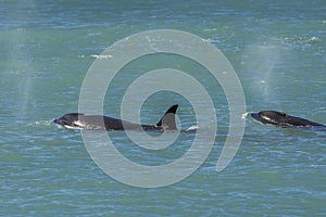Orca breathing on the surface, Patagonia Argentina photo