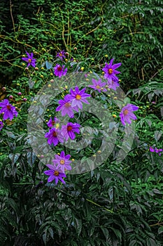 Cajola mountain natural plant florets photo