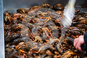 Cajun Crawfish or Crayfish at a Seafood market with silver metal tongs as the live crawdads crawl around