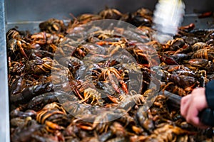 Cajun Crawfish or Crayfish at a Seafood market with silver metal tongs as the live crawdads crawl around