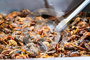 Cajun Crawfish or Crayfish at a Seafood market with silver metal tongs as the live crawdads crawl around
