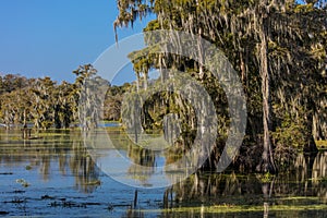 Cajun Swamp & Lake Martin, near Breaux Bridge and Lafayette Louisiana