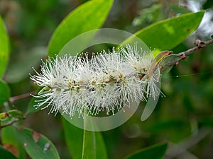 Cajuput tree, Milk wood, Paper bark tree