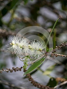 Cajuput tree, Milk wood, Paper bark tree