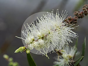 Cajuput tree, Milk wood, Paper bark tree