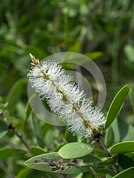 Cajuput tree, Milk wood, Paper bark tree