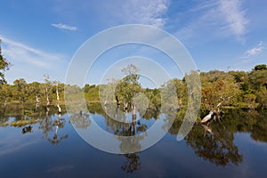 Cajuput, white Samet tree growing at Swamp flooded forest in water against blue