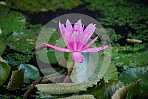 the beauty of lotus flowers on a sunny morning, in a stream of water in Banjarmasin, South Kalimantan Indonesia