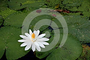 the beauty of lotus flowers on a sunny morning, in a stream of water in Banjarmasin, South Kalimantan Indonesia