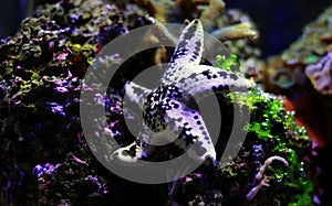 Cake sea star - Anthenea aspera