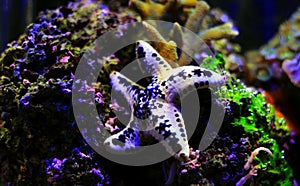 Cake sea star - Anthenea aspera