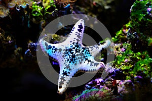 Cake sea star - Anthenea aspera