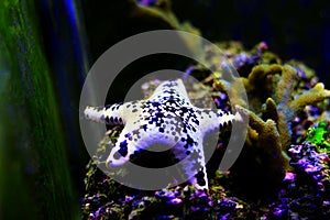 Cake sea star - Anthenea aspera