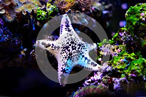 Cake sea star - Anthenea aspera