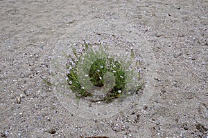 Cakile maritima, Brassicaceae.