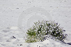 Cakile maritima / European searocket at the beach