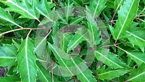 Cakra-cikri leaves that grow on the plains of the island of Java, this plant is also commonly used for vegetables by the Javanese