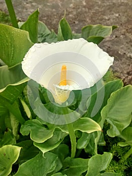 Cala (Hermosa Flor Argentina) - DÃÂ­a de lluvia photo