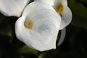 Cala lilly dewdrops