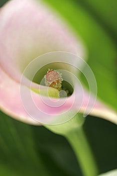 Cala lily in bloom