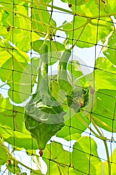 Calabash or Bottle gourd