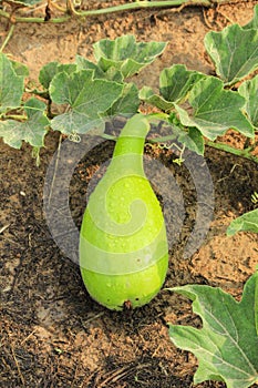 Calabash or bottle gourd