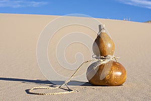 Calabash bottle gourd in desert sand dunes