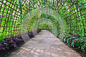 Calabash or Bottle gourd tunnel