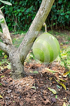 Calabash, Calabash Tree,Wild Calabash,Crescentia cujete,Bignoniaceae round green