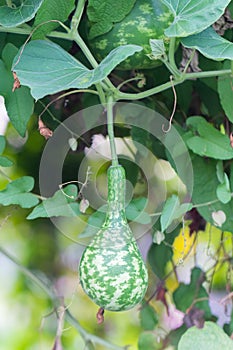 Calabash or Cucurbitaceae plant Lagenaria Siceraria