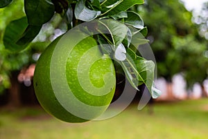 Calabash fruit on the tree in ado ekiti photo