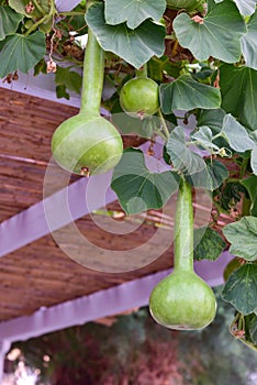 Calabash gourd plant fruits