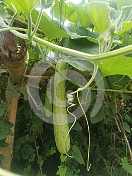 Calabash Lagenaria siceraria, also known as bottle gourd, white-flowered gourd in madhubani india