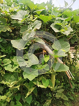 Calabash Lagenaria siceraria, also known as bottle gourd, white-flowered gourd in madhubani india